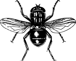 Insektenschutz verhindert nervige Fliegen im Haus